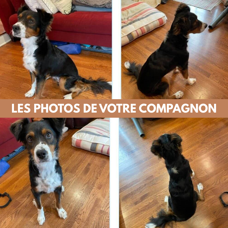 Kit personnalisé pour animaux de compagnie