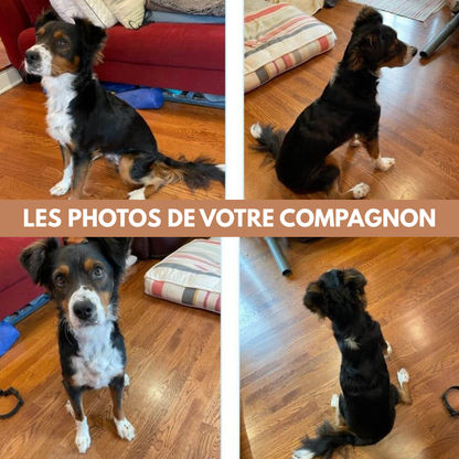 Kit personnalisé pour animaux de compagnie