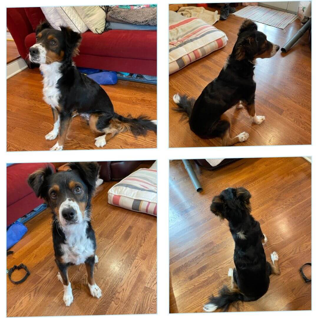 Kit personnalisé pour animaux de compagnie