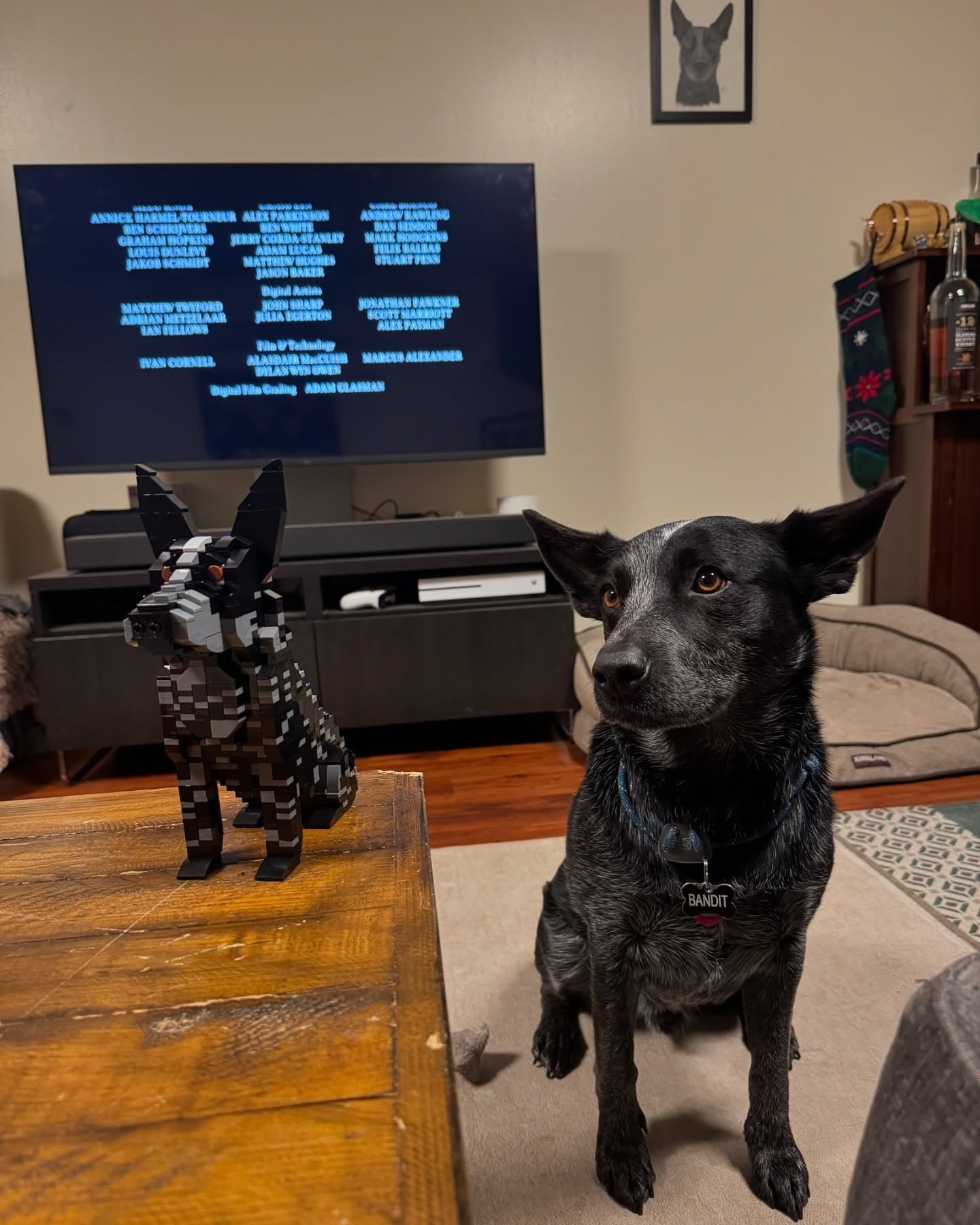 Kit personnalisé pour animaux de compagnie